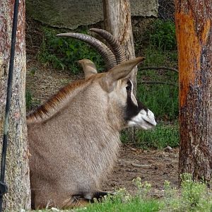 Roan antelope (Hippotragus equinus)