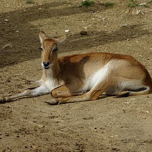 Lechwe (Kobus leche)