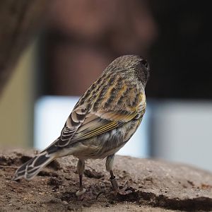 Red-fronted serin(Serinus pusillus), 2024-02-17