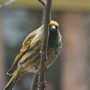 Red-fronted serin(Serinus pusillus), 2024-02-17