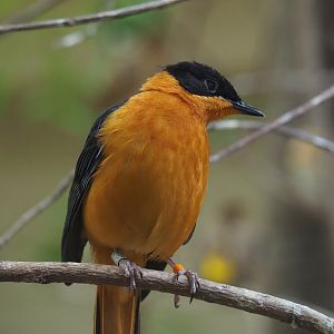 Snowy-crowned robin-chat (Cossypha niveicapilla), 2024-02-17