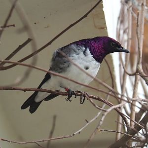 Amethyst starling (Cinnyricinclus leucogaster), 2024-02-17
