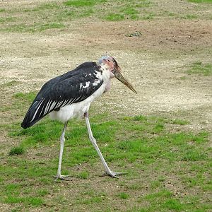 Marabou stork (Leptoptilos crumenifer)