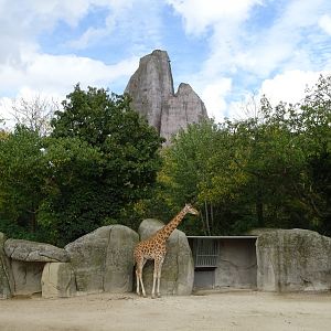 Kordofan giraffe (Giraffa camelopardalis antiquorum)