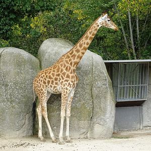 Kordofan giraffe (Giraffa camelopardalis antiquorum)