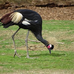 Black crowned crane (Balearica pavonina)
