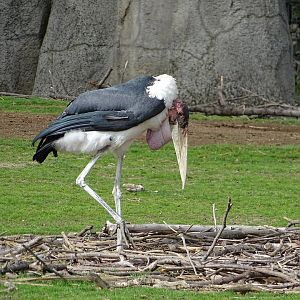 Marabou stork (Leptoptilos crumenifer)