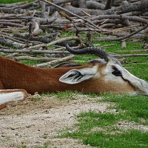 Mohrr dama gazelle (Nanger dama mohrr)