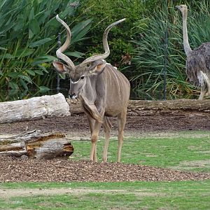 Greater kudu (Tragelaphus strepsiceros)