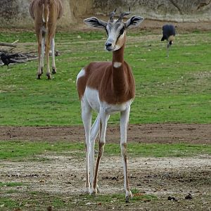 Mohrr dama gazelle (Nanger dama mohrr)