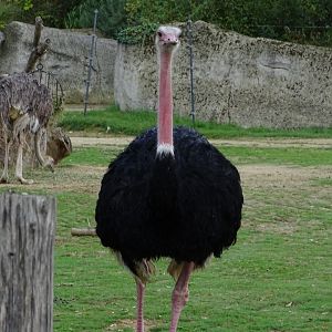 Red-necked ostrich (Struthio camelus camelus)