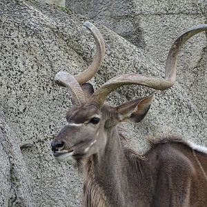 Greater kudu (Tragelaphus strepsiceros)