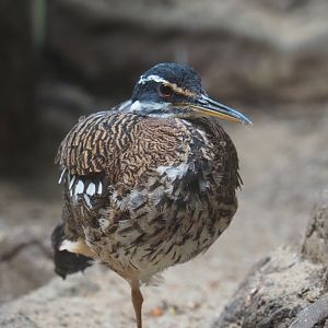 Sunbittern (Eurypyga helias), 2024-02-17
