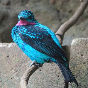 Spangled cotinga (Cotinga cayana), 2024-02-17