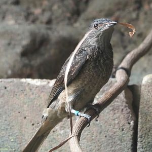 Female Spangled cotinga (Cotinga cayana), 2024-02-17