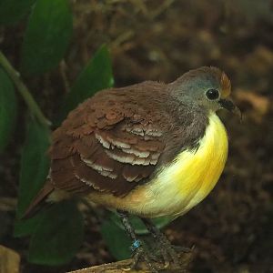 Cinnamon ground dove (Gallicolumba rufigula), 2024-02-17
