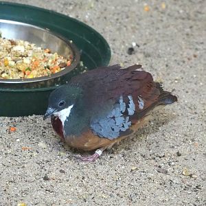 Mindanao bleeding heart pigeon (Gallicolumba crinigera), 2024-02-17