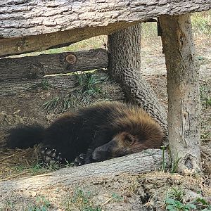 Henson Robinson Zoo - Wolverine