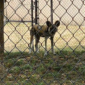 Henson Robinson Zoo - African Wild Dog