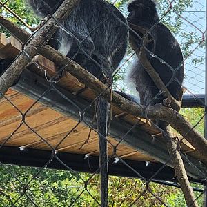 Henson Robinson Zoo - Silvery Lutung