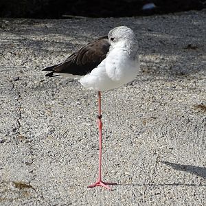 Black-winged stilt (Himantopus himantopus)
