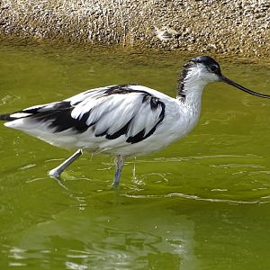 Pied avocet (Recurvirostra avosetta)