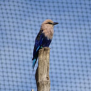 Blue-bellied roller (Coracias cyanogaster)