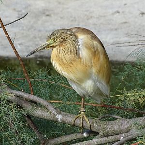 Squacco heron (Ardeola ralloides)