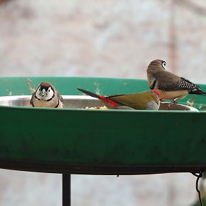 Double-barred finches (Stizoptera bichenovii) and Red-browed firetail (Neochmia temporalis) on feeder, 2024-02-17