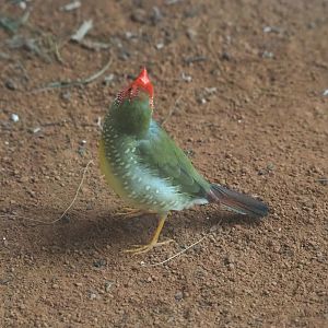 Star finch (Bathilda ruficauda), 2024-02-17