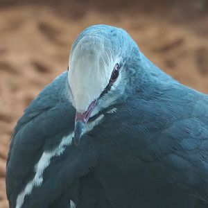 Wonga pigeon (Leucosarcia melanoleuca), 2024-02-17