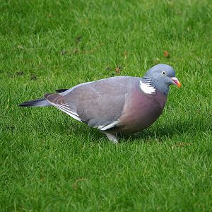 Wild Common wood pigeon (Columba palumbus), 2024-02-17