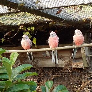 Rosa Bourke's Parakeets, 23rd September 2025