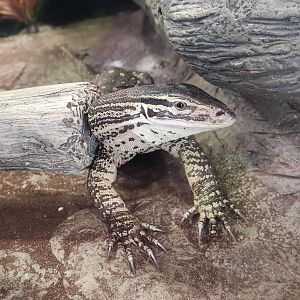 Scovill Zoo - Argus Monitor
