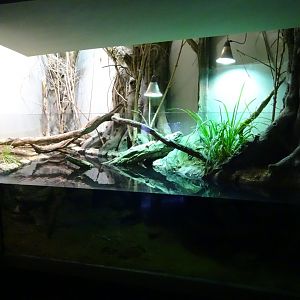 European pond turtle (Emys orbicularis) exhibit