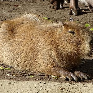 Capybara (Hydrochoerus hydrochaeris)