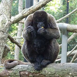 Common woolly monkey (Lagothrix lagothricha)