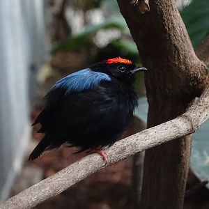 Blue-backed manakin (Chiroxiphia pareola)