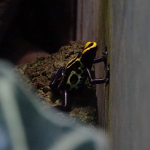 Dyeing poison dart frog (Dendrobates tinctorius)