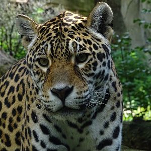 Jaguar (Panthera onca)