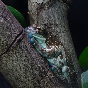 Mission golden-eyed tree frog (Trachycephalus resinifictrix)