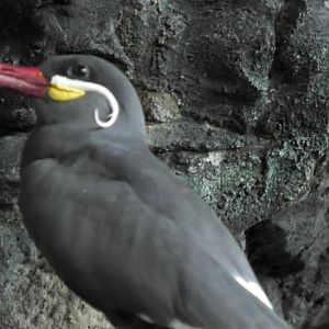 Inca tern