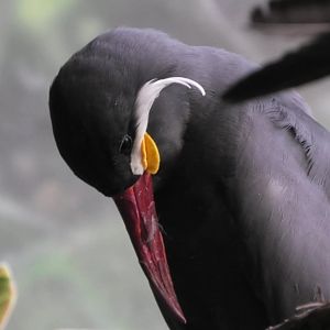 Inca tern looks down