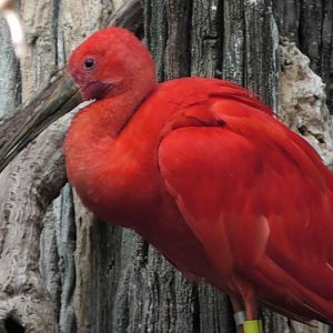 Scarlet ibis