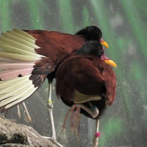 Wattled Jacana with it's wings out