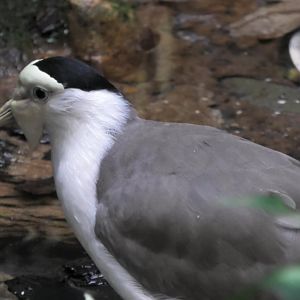 Masked lapwing