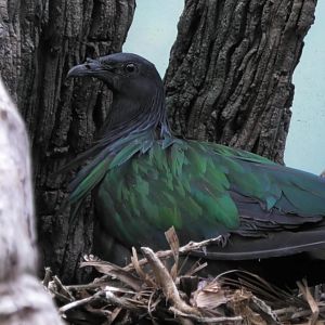 Nicobar pigeon on a nest