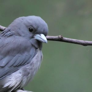 Ashy Woodswallow