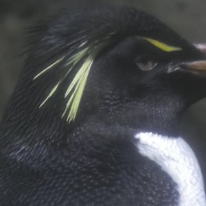 Rockhopper penguin