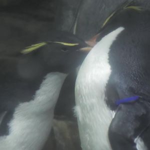 Rockhopper penguins fighting